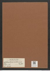 Nitzschia ventricosa Kitt. (de-Toni-Nr.: Genus 47, Species 2147) Zeichnungen Sammlung Grunow Mappe 02279 (Herbarium_W_Grunow_drawings_Folder_02279)
